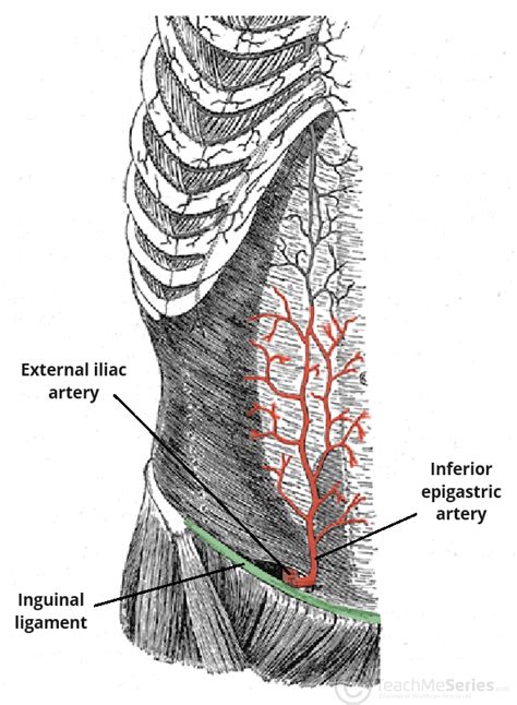 Inferior Epigastric Artery Course Supply Teachmeanatomy