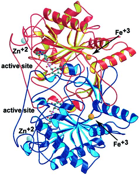 Structure And Function Of Enzymes Of The Leloir Pathway For Galactose