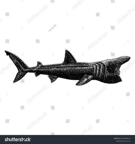 Basking Shark Hand Drawing Vector Isolated Stock Vector (Royalty Free) 2243000111 | Shutterstock