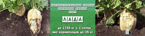 Семена и садовый инвентарь в интернет-магазине «Agrosemena.BY». Продаем ...