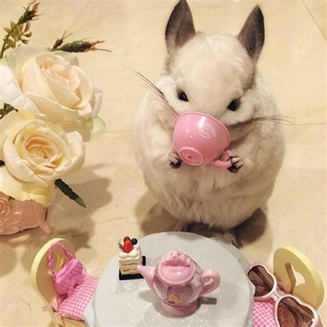 best chinchilla not drinking fast 2