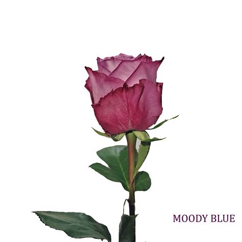Moody Blue | RAINBOW LANDFLOWERS CORP