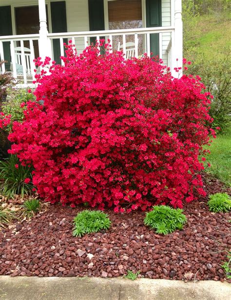 Hot Pink Azalea Bush Blooming In Garden