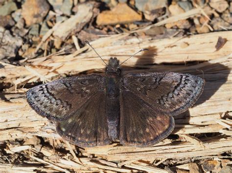 Sleepy Duskywing - Alabama Butterfly Atlas