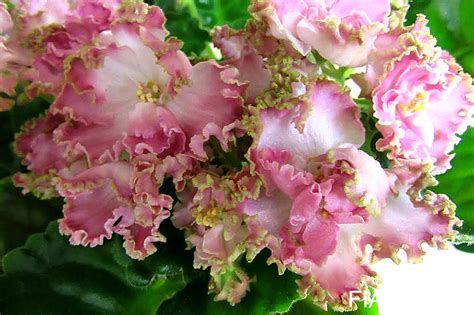 см лесное волшебство