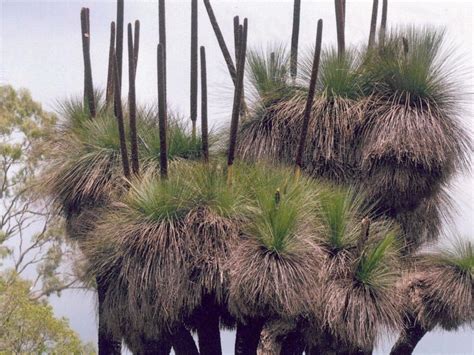 xanthorrhoea australis grass tree abceeds