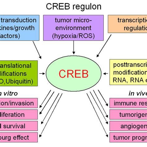 signal transduction pathways modulating creb expression growth factors