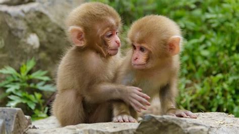 BBC - Earth - Newborn monkeys smile in their sleep just like babies do