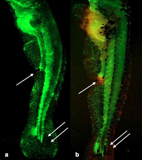 Zebrafish larvae: control (Fig. 3a) and larvae surviving to treatment ...
