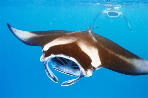 Everything You Need to Know About Diving with Manta Rays