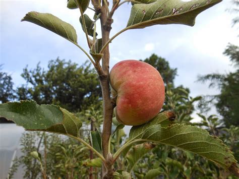 Pink Lady Apple Tree Growing Zone At Imogen Parry Okeden Blog