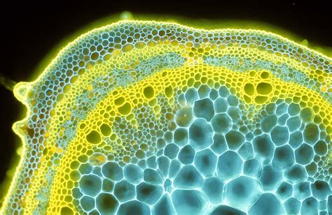 Transverse Section Of Soybean Stem Stained With Two Fluorochromes To
