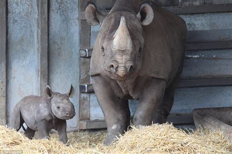 Taronga Zoo Welcomes New Baby Rhino Daily Mail Online