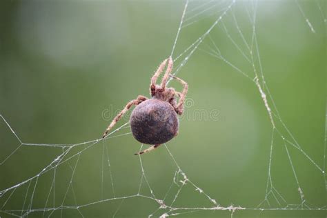 Teia Da Aranha Marrom - Fotografia Da Aranha-marrom-jardim Em Sua Teia De Aranha Imagem de ...