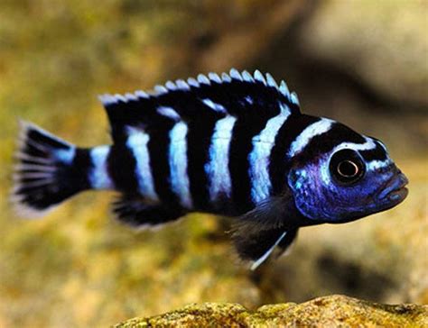 Demasoni Cichlid Male Female