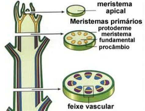 Gemas Apicais Com Densa Pilosidade - o que é gema apical com densa pilosidade? - brainly.com.br