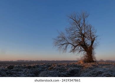 Naked Broadleaf Tree Standing Above Frozen Stock Photo Shutterstock