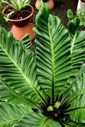 Bird S Nest Fern Asplenium Nidus Supreme Cobra Bird Nest Fern Bird