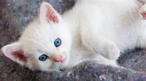 Download Blue Eyes Kitten Animal Cat HD Wallpaper