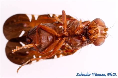 Diptera Tephritidae Aciurina Mexicana Fruit Flies Male D Urban