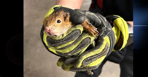 Eichhörnchen Rettung hält Münchner Feuerwehr in Atem