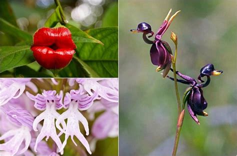 26 самых необычных орхидей