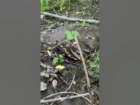 Саламандра вогняна | Дощівка - YouTube