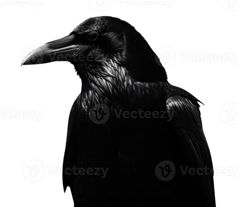 Ai Generated A Black Crow In Silhouette Isolated 41642156 Png