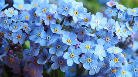 Discover 9 Amazing Blue Spring Flowers A Z Animals