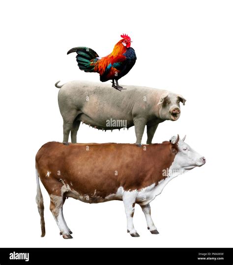 Farm animals. Cow, pig and chicken stand on each other Stock Photo - Alamy