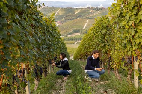 Tillfällig Lansering Gaja Vingårdsbetecknade 2018 Barolos Och Darmagi