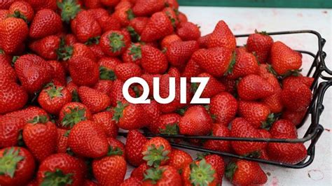 Quiz To Quiz Wiedzy Og Lnej Na Liter T Tylko Omnibusy Maj Szanse