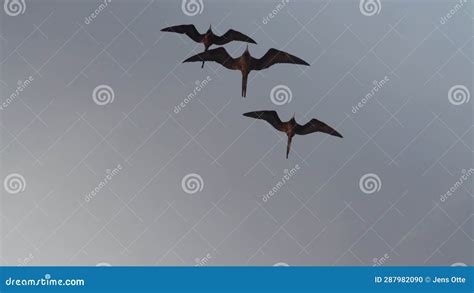 Magnificent Frigatebird Fregata Magnificens Black Sea Bird Stock