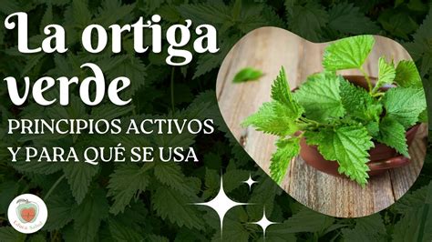 Propiedades Y Beneficios De La ORTIGA VERDE YouTube