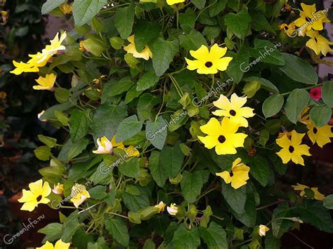 Тунбергия крылатая - Тунбергия - Однолетние лианы - Лианы - GreenInfo.ru