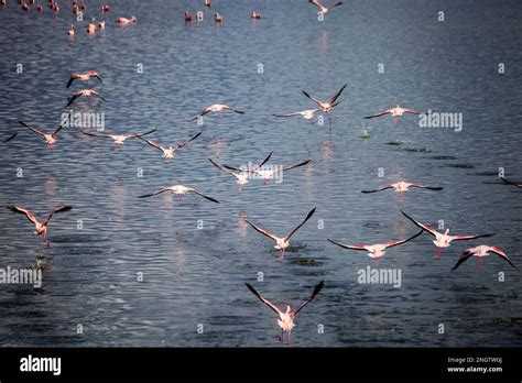 Flamingos Wildlife Africa Tansania Arusha Stock Photo Alamy