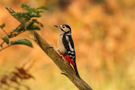 Woodpecker Rspb Sandy Mrs Airwolfhound Flickr