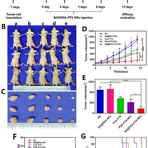 In Vivo Anti Tumor Effect Of Bifpda Ptx Nps A Schematic Diagram Of