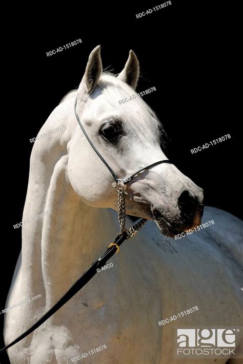 White Arabian Horse Stallion With Showholster Stock Photo Picture