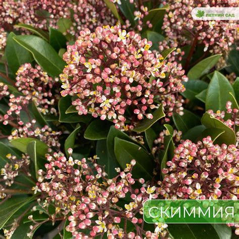 Вечнозеленые растения — Питомник Летний сад