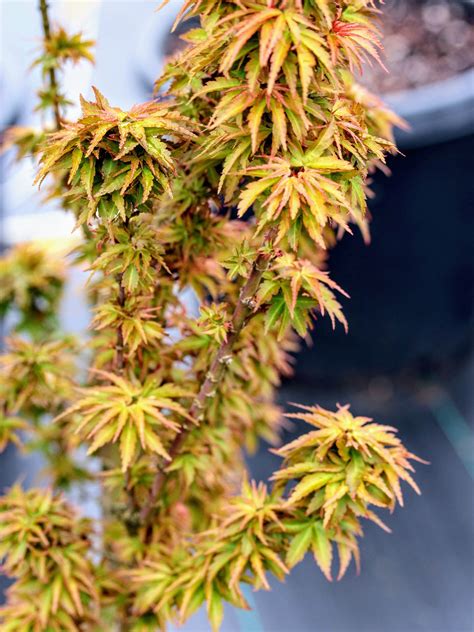 Acer Palmatum Goshiki Kotohime Japanese Maple Conifer Kingdom