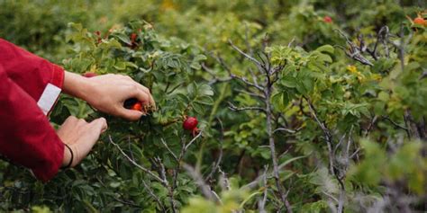 reasons   pick    summer chelsea green publishing