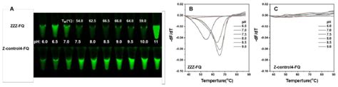 Melting Curves Showing Ph And Temperature Dependence Of Fam