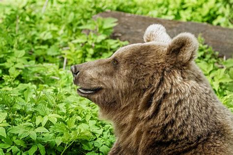 Portrait Of Brown Bear Stock Image Colourbox