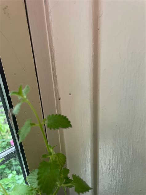 Tiny little black flying insects in my catnip. How do I get rid of them