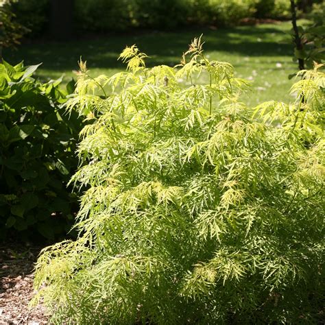 Sureau rouge LEMONY LACE® – Jardineries Botanix