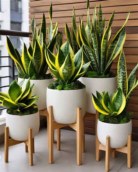 amazing ways houseplants improve  life   spouse