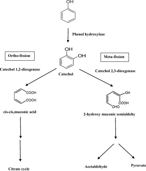 Phenol Biodegradation Mechanism Using Microalgae Das Et Al 2015