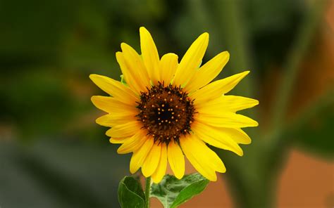 tournesol 2016 Fleurs Macro HD Fond d écran Aperçu 10wallpaper