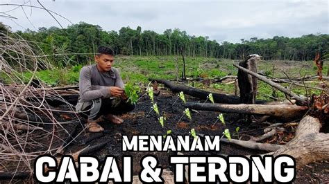 Bibit Cabai Dan Terong Tanam Di Pagi Hari Yang Sejuk Di Kebun Youtube